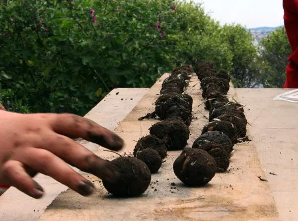 Bombes à graines sur l'île du Grand Rouveau !  123