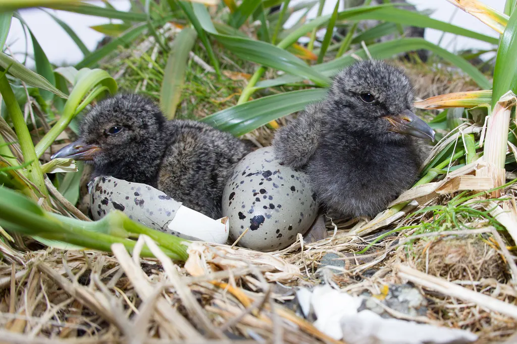 Une île aux oiseaux en Alaska 158