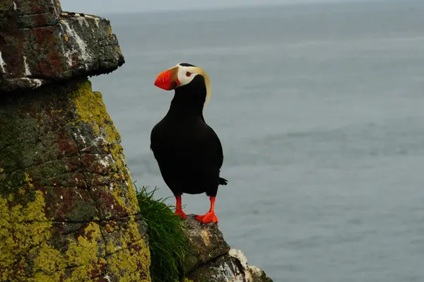 Une île aux oiseaux en Alaska
