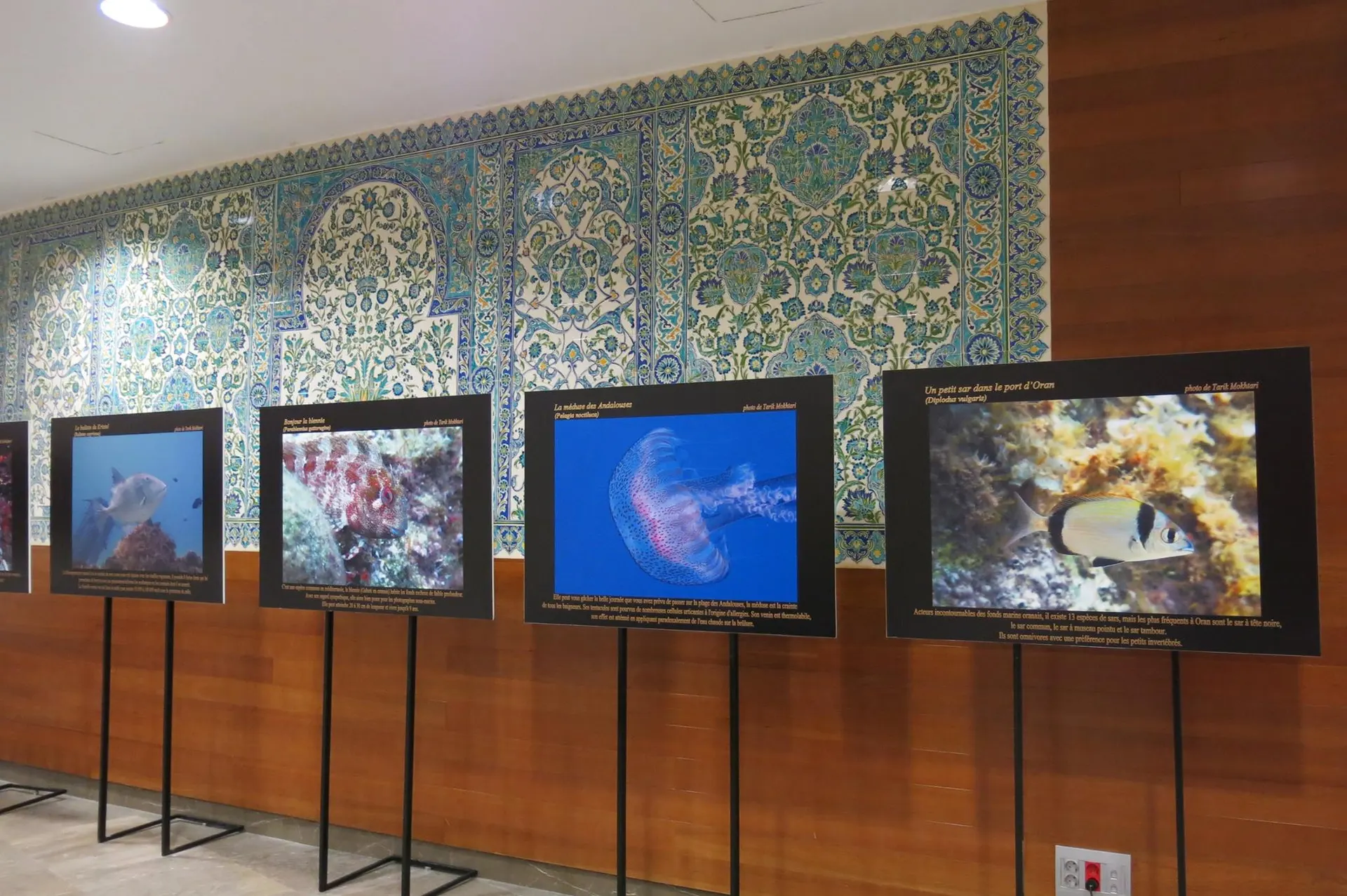 L'Algérie s'expose à Marseille - photographies sous-marines