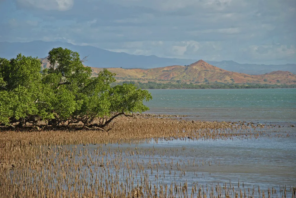 Des enfants à la découverte de leurs mangroves à Diego Suarez, Madagascar