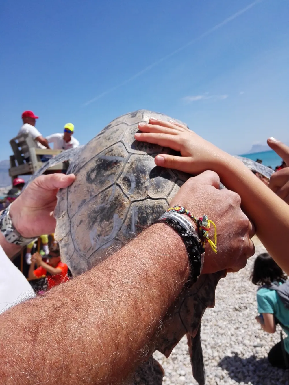 Reintroduction de tortues marines à Alfas del Pi ! 