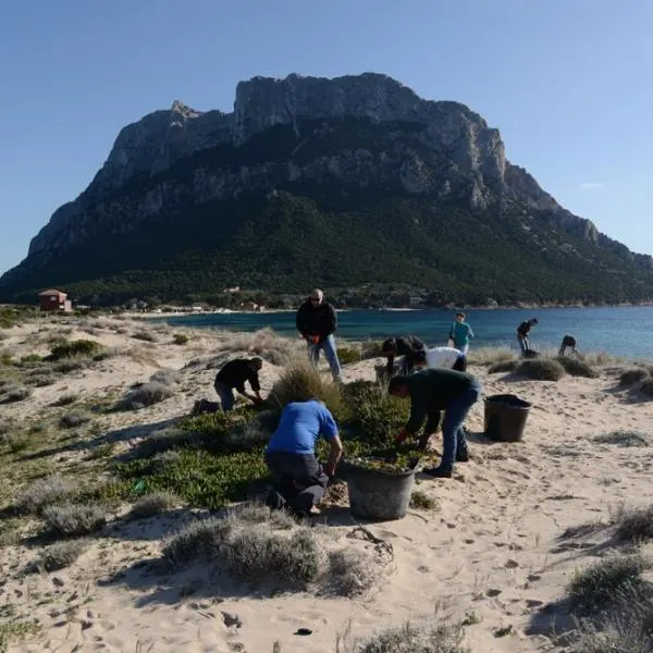 Campagne d'eradication de la griffe de sorcières sur Tavolara ! 