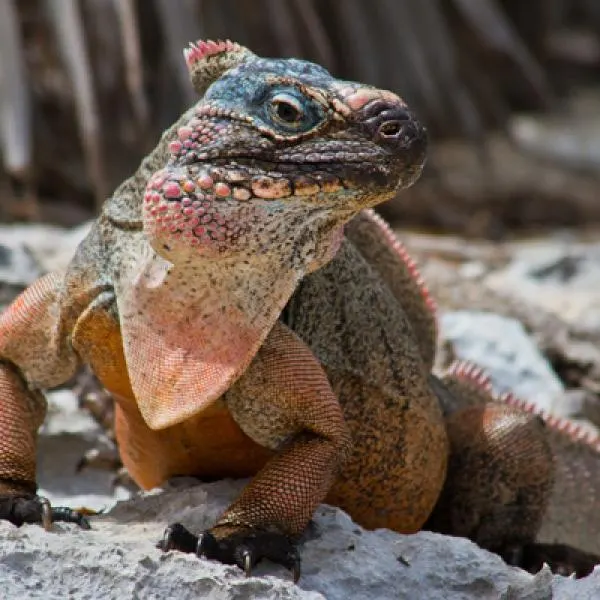 Island Conservation sur Allen Cay