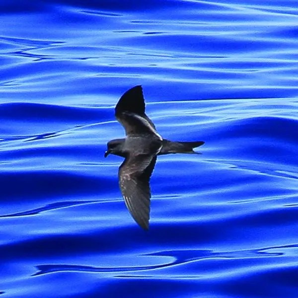 Restauration d'Anacapa Island ! 