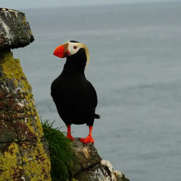 Une île aux oiseaux en Alaska