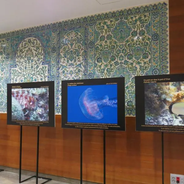 L'Algérie s'expose à Marseille - photographies sous-marines