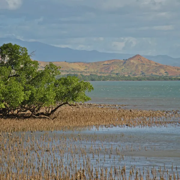 Des enfants à la découverte de leurs mangroves à Diego Suarez, Madagascar