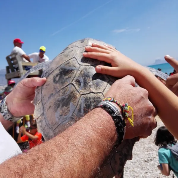 Reintroduction de tortues marines à Alfas del Pi ! 