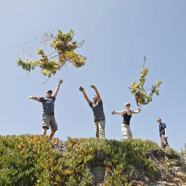Des bénévoles arrachent des griffes de sorcières sur l'île du Grand Rouveau, dans le Var. 
