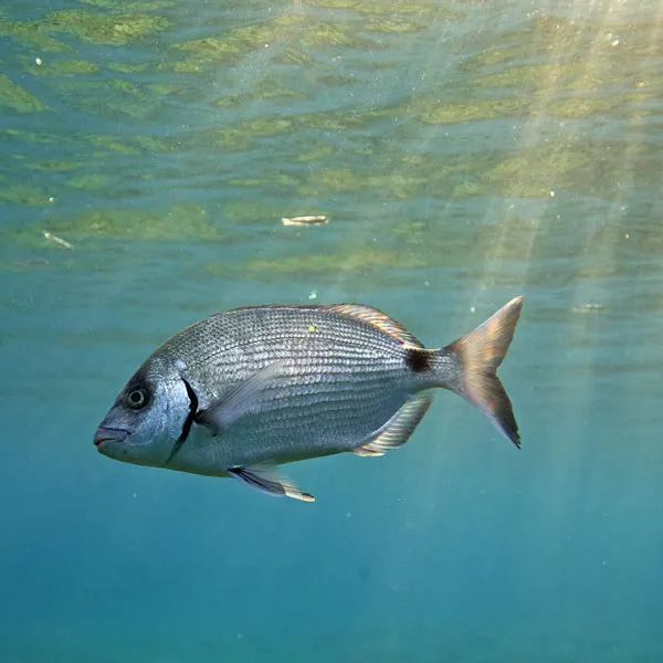 Les poissons du sentier sous-marin de l'île de Port-Cros, une zone protégée de la pêche. 
